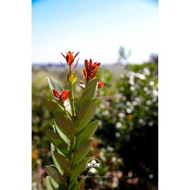 Imagem de Muda de Goiaba Araça Produzindo Altura 1,0 m a 1,5 m - AMK - Jardinage