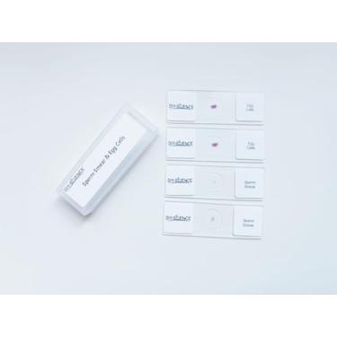 Imagem de Lâminas de microscópio preparadas para espermatozoides e células de óvulo, 4 peças de slides Saiba mais sobre estruturas celulares envolvidas na reprodução, incluindo núcleo e flagelo no esperma, a