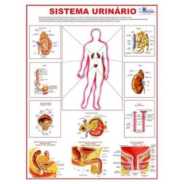 Imagem de Mapa do sistema urinario - MULTIMAPAS **