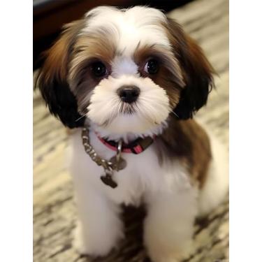 Imagem de UPABLUNSO Kits de pintura de diamante Shih Tzu 5D para adultos, Shih Tzu com olhos negros, faça você mesmo, broca completa, artes e artesanato, tintas de arte de pedras preciosas para decoração de