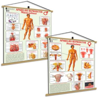 Imagem de Kit Corpo Reprodutor Feminino Masculino Ginecologia Urologia Banner Poster Mapa Medicina
