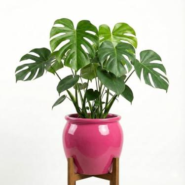 Imagem de Genérico, Vaso Quadrado Marmorizado, Uso Interno, Grande, Verde, Cimento, Decorativo, Cubo, Montagem no Chão, Vaso de Plantas, 11x12x6 cm