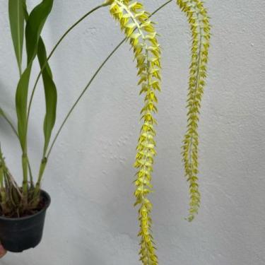 Imagem de Dendrochilum magnum - Orquídeas & Cia