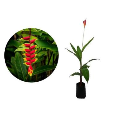 Imagem de Muda de Bananeira Ornamental 20 a 40cm AMK - Plantas Online - AMK Jard