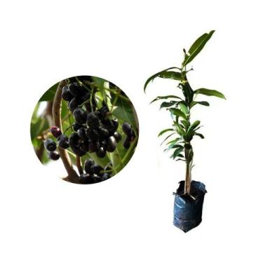 Imagem de Muda de Jambolão 20 a 40cm AMK - Plantas Online - AMK Jardinagem e Pai