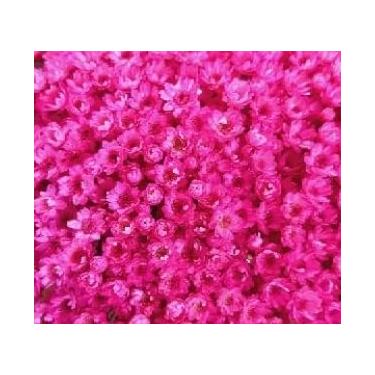Imagem de Flor Sempre Viva Branca I Kit com ate 1.200 Flores Secas, Buquês, Decoração de Casamento e Eventos - Beleza Natural Eterna(Rosa Pink,8buquês)