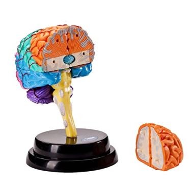 Imagem de harayaa Modelo De Cérebro -Cabeça De Órgão Ferramenta De Modelo Anatômico Educacional, Anatomia De Modelo De Cérebro Para Exibiç