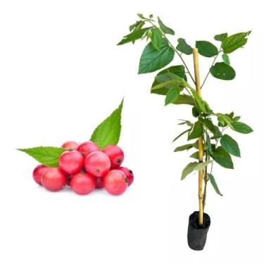 Imagem de Muda de Calabura 20 a 40cm AMK - Plantas Online - AMK Jardinagem e Pai
