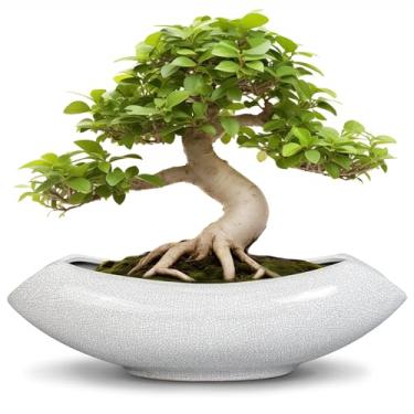 Imagem de Teagas Vaso de árvore de bonsai de cerâmica - vasos de cerâmica de 45,7 cm para plantas, grande vaso de suculentas com orifício de drenagem para interior e exterior, vasos exclusivos para flores
