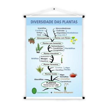 Imagem de Banner de Lona Educativo Diversidade das Plantas 70x55cm - UdiPrint