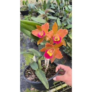 Imagem de Orquídea Cattleya Adulta Chocolate Drop  Fotos Reais - DOCEL@R