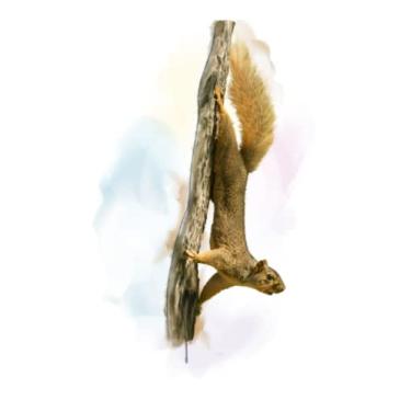 Imagem de Aquarellikus-Notizbuch: Exotisches Blanko-Journal in einzigartigem Aquarell-Design (Eichhörnchen)