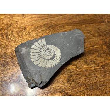 Imagem de Decoração de aquário fóssil gravado a laser – Ornamento realista de pedra de ardósia preta para aquários e terrários (fóssil de amonita)