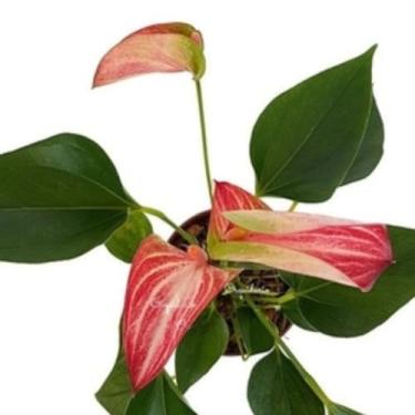 Imagem de Mini Antúrio Livium Listrada Planta Natural Adulta Com Vaso