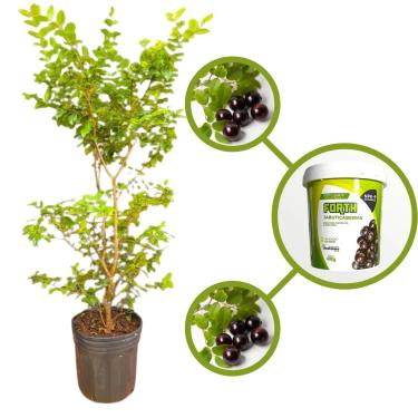 Imagem de Kit Muda de Jabuticaba Híbrida em Vaso Mais Adubo Para Plantio