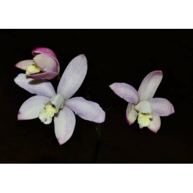 Imagem de Orquídea Laelia guilani palha crean color - Cooperorchids