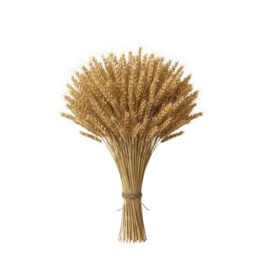 Imagem de Enfeites Para Festa Junina - 400 Hastes De Trigo Seco Natural Para DecoraçãO De Mesa, Arranjo RúStico Elegante Para Arraiá (01 Maço (40 Hastes))