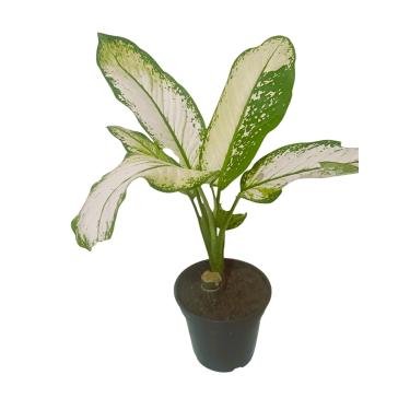 Imagem de Planta Natural Comigo Ninguem Pode-Linda muda decorativa interior e exterior salas escritório lojas