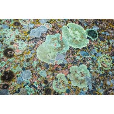 Imagem de Quadro Decorativo com Estampa Multi Colored Fungus Texturestones 50 x 50 Papel 1 unidade