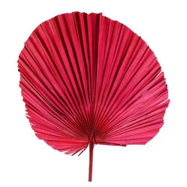 Imagem de Folha de Latania Vermelha Desidratada - Tem Flores