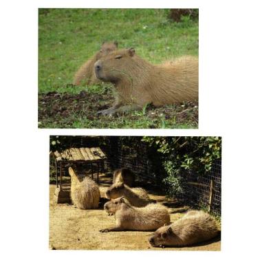 Imagem de Kit 2 quebra-cabeças Animais Capivaras de 60 peças - Coleção TEA & Amo