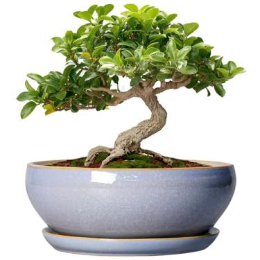 Imagem de SQOWL Vasos de árvore de bonsai pequenos - vasos de suculentas de cerâmica de 15 cm com orifício de drenagem e pires, vaso raso para ambientes internos e externos, plantadores de cactos redondos