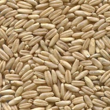 Imagem de Aveia Sem Casca 1 Kg - VETMOC