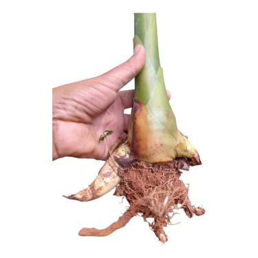 Imagem de Muda Bastão do Imperador Porcelana Rosa (Rizoma Vivo) Planta Ornamental Tropical Exótica para Jardim Paisagismo + Manual de Plantio