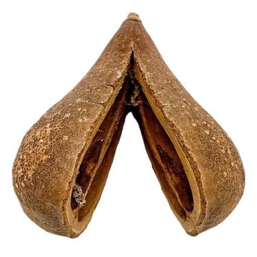 Imagem de Fava de Opelé  Sabedoria  Oráculo  Conexão Espiritual - Estrela Magia