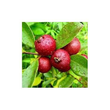 Imagem de Muda de Araça Vermelho - no-brand