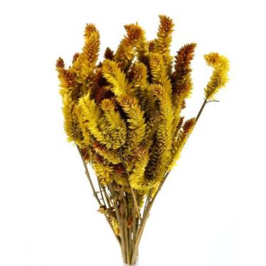 Imagem de Celósia Rabo De Gato Amarelo Desidratado - Tem Flores