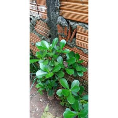 Imagem de Clucia verde - Jardim do Éden