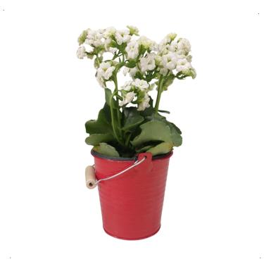 Imagem de Planta Kalanchoe Branca Natalina + Vaso Balde Vermelho Pote