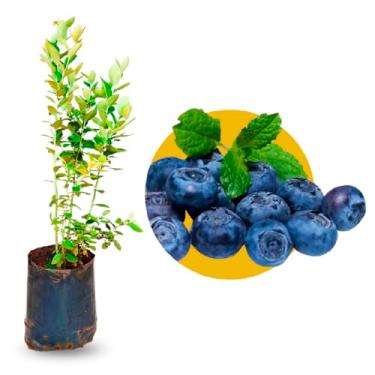 Imagem de Muda de Mirtilo Gigante Jewel Frutas Grandes e Doce Produzindo Para Clima Quentes