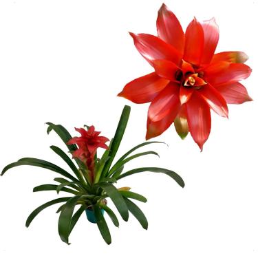 Imagem de Bromelia Estrela Escarlate Planta Adulta Natural Exotica P15