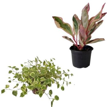Imagem de Kit Peperômias Scandens Variegata + Tricolor Magnoliifolia - Orquidári
