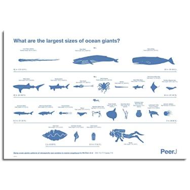 Imagem de Impressão em tela de caranguejos Ocean Giants pôster de tartaruga para casa conjunto de 1 decorações não ramificadas 30,5 x 20,3 cm