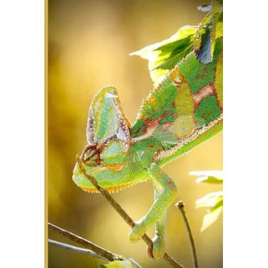 Imagem de Composition Notebook: Marvelous Chameleon College Ruled Composition Notebook for Reptile Lovers | 120 Pages | 6 x 9 Size