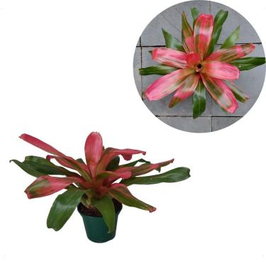 Imagem de Bromélia Vermelha De Sol Neoregelia Red Royalty Free Planta