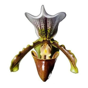 Imagem de Orquidea Sapatinho!! Paphiopedilum Insigne Adulto!!! - no brand