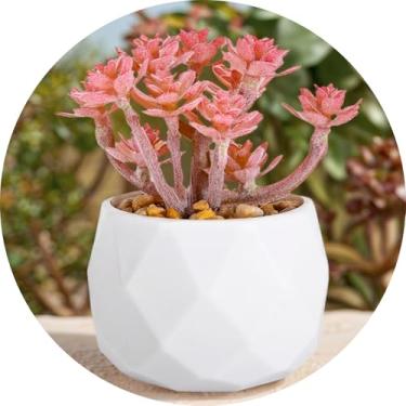 Imagem de Plantas suculentas artificiais falsas para mesa, suculentas falsas realistas em vasos de plástico, mini decoração de suculentas coloridas para quarto, banheiro, escritório, prateleira (rosa A)