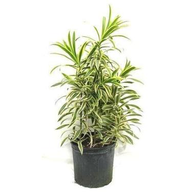Imagem de Muda De Dracena Pleomele Variegata - no-brand