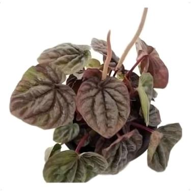 Imagem de Muda Peperomia Caperata Planta Natural Folhagem Exótica
