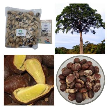 Imagem de 100 Sementes De Jatobá Da Mata Atlântica - Arvores Nativas