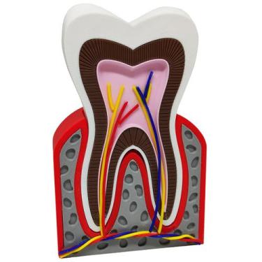 Imagem de Dente Anatômico 3D Dental Modelo Dentário Anatomia Raiz - Pupa 3D
