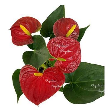 Imagem de Mini Antúrio Vermelho Planta Natural Adulta Com Vaso Exótica Rara - Or