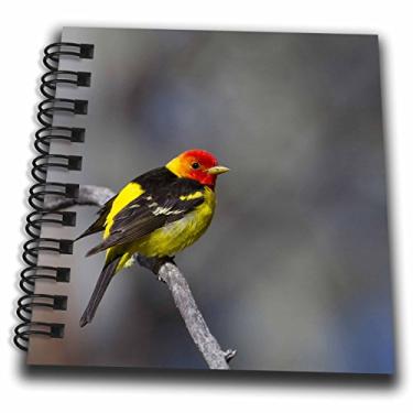 Imagem de 3dRose db_147882_3 EUA, Washington, Plumagem propaganda ocidental - Us48 Glu0316 - Gary Luhm - Mini bloco de notas, 10 x 10 cm