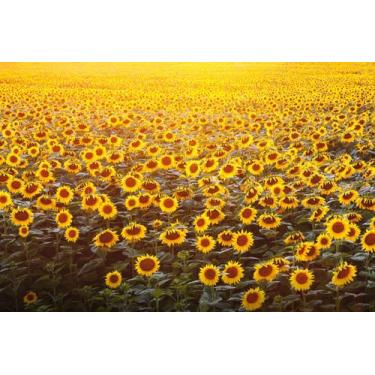 Imagem de Painel de Lona Girassois  ao Sol - Fabrika de Festa, 200x150cm