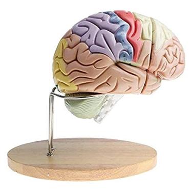 Imagem de EHVYBDX Modelo de órgão modelo removível de anatomia do cérebro humano, ampliação em 2x, modelo anatômico de anatomia do cérebro humano em 4 partes, modelo anatômico