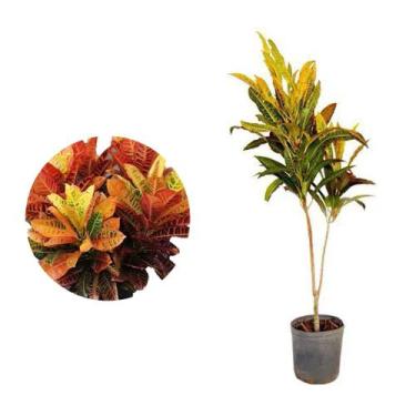 Imagem de Muda De Cróton Colorido 20cm a 40cm - Plantas